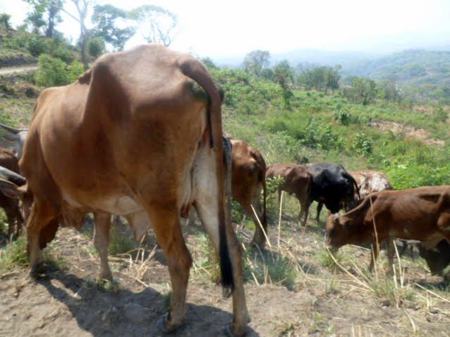 Des vaches en paturage dans les moyens plateaux de Bibokoboko au Sud-Kivu.